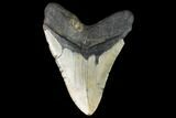 Fossil Megalodon Tooth - North Carolina #124329-2